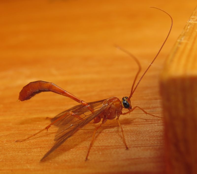 Ophion sp. (Sicilia)